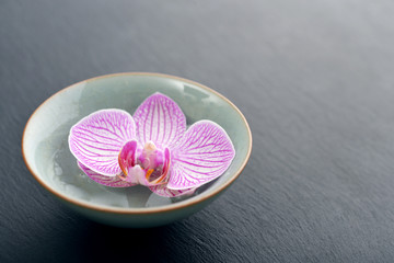 Fototapeta na wymiar Pink orchid in bowl