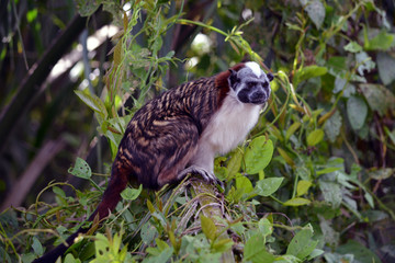 Geoffroy's Tamarin Best/Tamarin Monkey perched in a tree in Panama