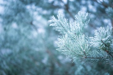 Pine tree twigs in winter