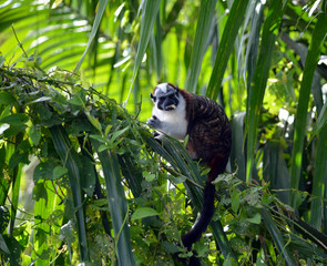 Geoffroy's Tamarin Eating Closeup/Red crested Tamarin monkey eating a banana in Panama.