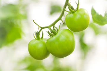 tomato plant in the vegetable garden