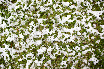Green grass under the snow - 132387627