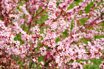 The branches of a flowering almond