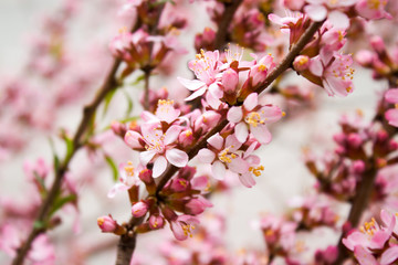 Fototapeta na wymiar The branches of a flowering almond
