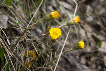 Yellow spring flower in the woods