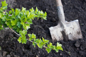 Green leaves of gooseberry