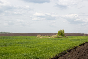 Plowed field with green grass on a summer day