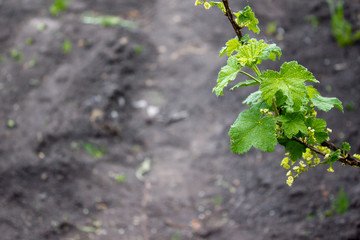 Branch of black currant on a spring day