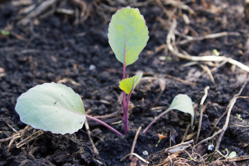 The seedlings of red cabbage growing in the garden