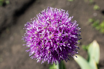 Purple flower garlic