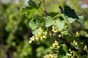 Branch of black currant on a spring day