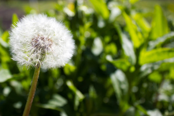 Dandelion on green grass