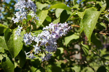 Branch of a blossoming lilacBranch of a blossoming lilac