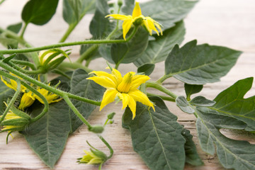 The tomato leaves with flowers