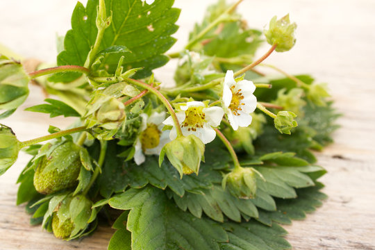 Branch Of Strawberry Flowers And Green Berries