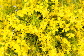 A bouquet of flowers of rapeseed