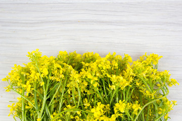 A bouquet of flowers of rapeseed