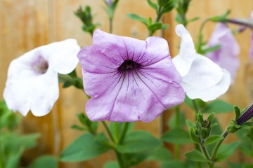 Petunia flowers in the garden