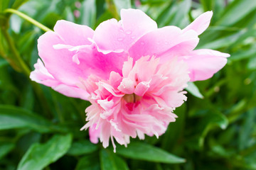 Pink flower of peony in the garden