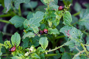 Colorado beetle on potato leaves