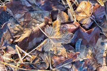 Fallen leaf macro.