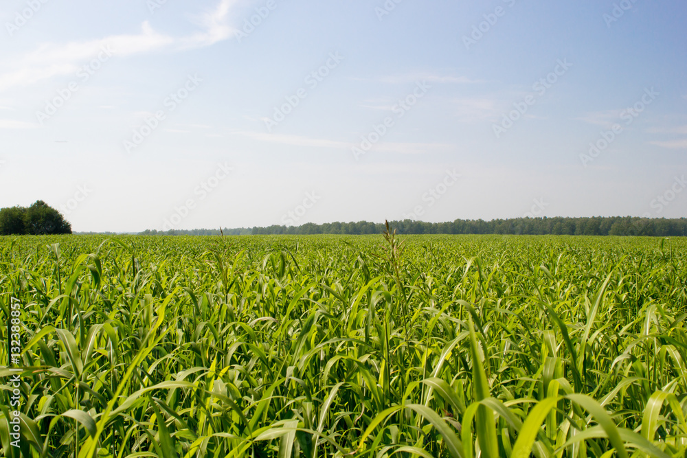 Wall mural corn field on a hot day