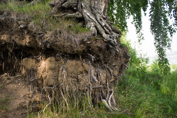 The root of the tree on the cliff