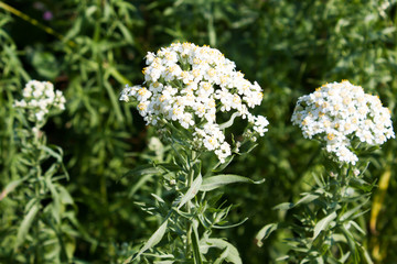 Small white flowers of the forest