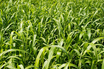 Fototapeta premium Corn field on a hot day