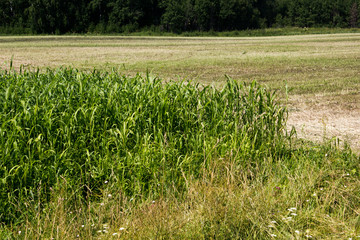 Corn field on a hot day