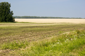 Fototapeta premium Corn field on a hot day