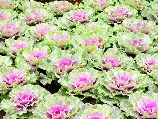 decorative cabbage or kale decorative cabbage