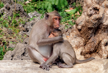 Mother monkey hugging her baby monkey