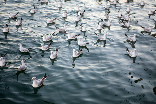 seagulls floating on whater