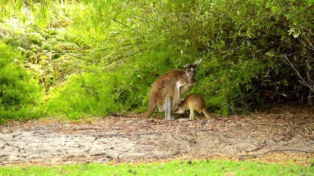 West Australien, Perth, Kängurumutter mit jungem Känguru, gemeinsames fressen im Busch, Australiens Wildlife, Australien