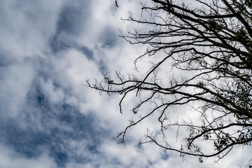 Died branch silhouette