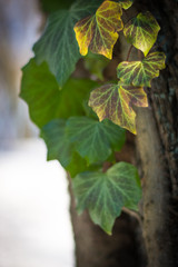 Ivy leaves on the tree in the winter
