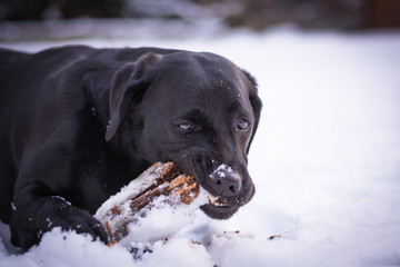 Black Labrador Retriever is playing with the stick in the winter, snow around a dog