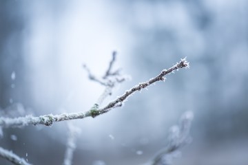 Tree twig with rime