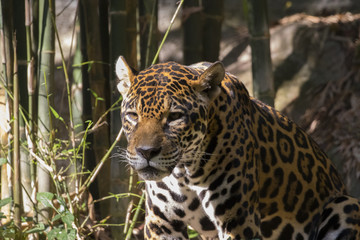 Fototapeta na wymiar Image of a jaguar on nature background. Wild Animals.