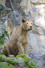 Obraz na płótnie Canvas Image of a female lion on nature background. Wild Animals.