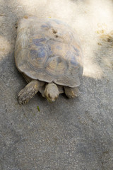 Image of a turtle on the ground. (Geochelone sulcata) Reptile.