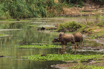 baffalo in river, Thailand asia