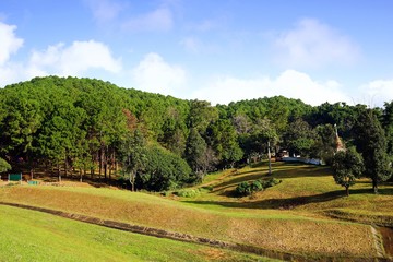 Landscape of green pine tree forest on hillside with blue sky
