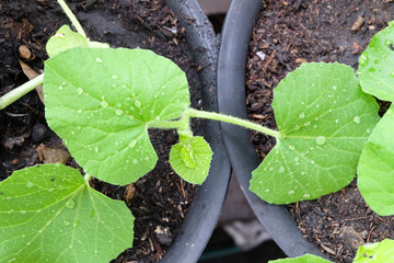 Green sprout growing from seed