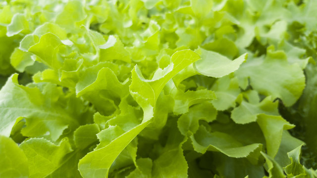 Close up green lettuce leaves growing in vegetable garden