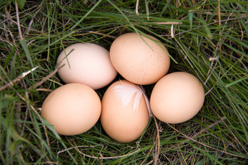 chicken eggs lying in a green grass