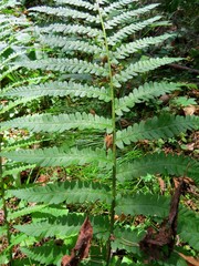 fern