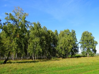 birch forest