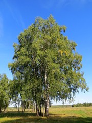 the silver birch